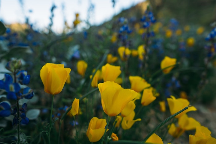A photo of poppies