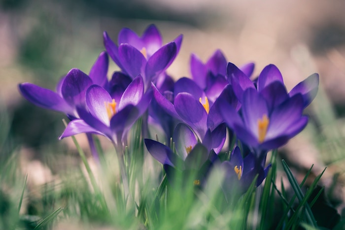 A photo of purple flowers
